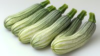 Fresh striped zucchini squash arranged in row on white background, showing natural green and white pattern texture of organic vegetables.