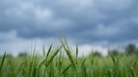 Barley or wheat crop field with green ears growing under dramatic cloudy sky, suitable for agriculture, farming, and harvest-related projects.