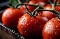Fresh ripe red tomatoes with water droplets on vine in dark bowl, organic vegetables for cooking, healthy eating and farm produce concept.