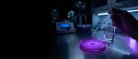 Scientist hand holding glass pipette over petri dish with purple bacterial culture in modern laboratory with blue ambient lighting for research experiments.