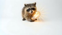 Adorable raccoon holding glowing light bulb on white background symbolizing creativity innovation and bright ideas for educational content.