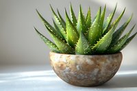 Fresh aloe vera plant in rustic ceramic pot against light background, perfect for wellness, spa, and natural skincare marketing. Minimalist home decor composition.