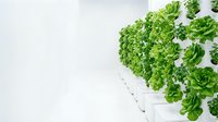 Vertical hydroponic garden system with fresh green lettuce plants growing in white containers against white background, isolated for agricultural and sustainable farming design use.