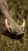 Close-up portrait of wild warthog head showing curved tusks and coarse hair texture in natural African savanna habitat with blurred green vegetation background.