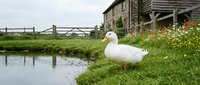 White domestic goose standing on green grass near pond by rustic farm building with wooden fence and colorful wildflowers in peaceful countryside setting.