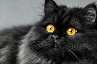 Adorable black Persian kitten with striking golden yellow eyes and long fluffy fur looking directly at camera against neutral background.