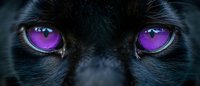 Close-up panoramic view of black cat face with bright purple mystical eyes against dark background, creating dramatic mysterious atmosphere.