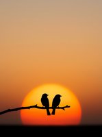 Silhouettes of two birds perched on a branch against a large glowing sun during sunset, creating a serene nature scene for wildlife and landscape projects.
