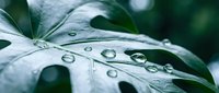 Fresh green monstera leaf with crystal clear water droplets after morning rain creating natural botanical background for wellness and nature concepts.