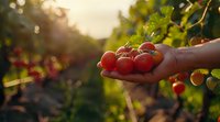 Fresh ripe cherry tomatoes held in farmer's hand at sunset, organic vegetable harvest in garden with natural bokeh background, perfect for healthy lifestyle and agriculture concepts.