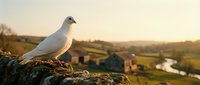 White dove perched on stone wall overlooking peaceful countryside landscape at golden hour sunset with rolling hills and farmland in background.