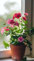 Pink geranium flowers blooming in terracotta pot on windowsill with soft natural daylight, green leaves and buds creating cozy home atmosphere.