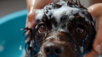 Close up of wet black dog face with soap bubbles during bath time, focused on expressive brown eyes and nose, showing grooming process and pet care routine.