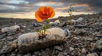 Orange poppy flower growing from plastic bottle in polluted wasteland at sunset symbolizing environmental hope and nature resilience against pollution.
