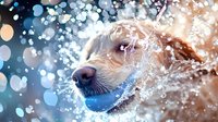 Golden retriever dog splashing in water with droplets creating magical bokeh effect around wet nose and fur, captured in dynamic close-up motion photography.