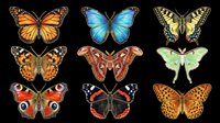 Colorful butterfly collection with nine species isolated on transparent background, ready for stickers, t-shirt design, clipart, print on demand, and sublimation projects.