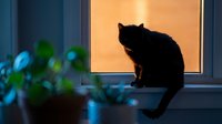 Black cat sitting on windowsill at sunset, silhouette against warm orange glow, indoor plants in foreground, moody atmospheric home scene.