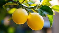 Fresh ripe lemons hanging on tree branch with green leaves in sunny citrus garden. Organic fruit cultivation and healthy eating concept.