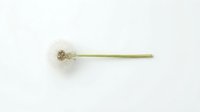 Mature dandelion seedhead with delicate white seeds on thin green stem isolated on white background, ready for design projects and botanical illustrations.