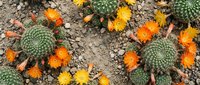 Small barrel cacti with vibrant orange and yellow blooms scattered across desert ground with rocks and dried leaves creating natural garden scene.