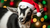 Adorable baby goat wearing red Santa hat with festive Christmas lights bokeh background for holiday greeting cards and seasonal marketing materials.