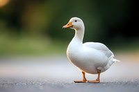 White domestic goose standing on concrete path against blurred green background, side view portrait of waterfowl with orange beak and feet.