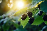 Fresh ripe blackberries hanging on bush branch with green leaves in warm golden sunlight, organic berry farming and healthy natural food harvest concept.
