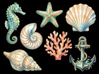 Nautical sea creatures collection with seahorse, starfish, shell, nautilus, coral, anchor isolated on transparent background. Ready for t-shirt design, clipart, stickers, sublimation and print-on-demand products.