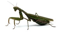 Praying mantis insect with green and brown coloring, long slender body, and distinctive raptorial front legs positioned in hunting stance on white background for educational and nature content.