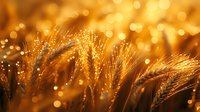 Golden wheat ears in sunset light with magical bokeh effect, close up view of ripe cereal crop field during harvest season, agricultural background.