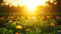 Sunlit garden with blooming flowers and fresh green plants during golden hour sunrise creating warm natural bokeh background for organic farming concepts.