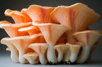 Vibrant orange oyster mushrooms growing in layers showcase delicate gills and stems against dark background, macro photography highlighting natural textures and patterns.