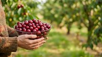 Farmer holding bowl of fresh red apples in orchard during harvest season, agricultural produce and farming concept for food industry and agriculture marketing.