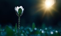 Delicate white flower bud opening at dawn with sunburst in dark blue background and bokeh light effects creating atmospheric nature scene.
