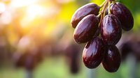 Fresh ripe dark purple grapes hanging on vine branch with natural sunlight and bokeh background, macro close up view for wine and harvest concept.