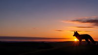 Fox silhouette against dramatic sunset sky with orange and purple clouds over ocean horizon creating peaceful wildlife scene for nature photography.