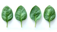 Fresh green spinach leaves arranged in row on white background, organic healthy food ingredient for cooking and salads, isolated with copy space.