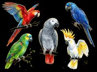 Colorful parrot collection featuring macaw, blue macaw, green parrot, grey African grey, and white cockatoo with crested plumage. All birds isolated on transparent background, ready for t-shirts, stickers, clipart, and print-on-demand designs.