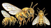 Three detailed honey bees in different poses, isolated on transparent background, ready for stickers, t-shirt design, sublimation, clipart, and print on demand use.