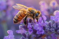 Honey bee collecting pollen from purple lavender flowers in summer garden, macro photography with soft bokeh background.