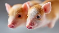 Two adorable baby piglets with pink snouts and white-ginger coloring looking curiously at camera against blurred background, close-up portrait showing innocent expression.