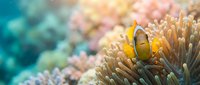 Clownfish sheltering in anemone tentacles on coral reef. Underwater marine life photography for ocean conservation, aquarium, and nature education content.