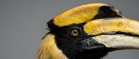 Close-up portrait of great hornbill head showing distinctive yellow and black casque, curved beak, and bright orange eye against neutral background.