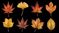 Autumn leaves collection isolated on transparent background, ready for t-shirt designs, clipart, stickers, sublimation and print-on-demand projects.