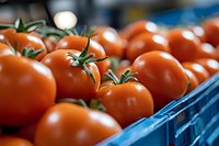 Fresh ripe red tomatoes on vine in blue plastic crates at farmers market or grocery store display for healthy organic food cooking and nutrition concepts.