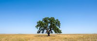 Solitary oak tree standing in vast golden grassland under clear blue sky, suitable for landscape and nature backgrounds.