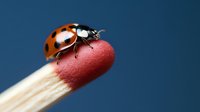 Ladybug perched on red matchstick tip against deep blue background, showcasing detailed insect anatomy in macro photography.