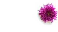 Purple chrysanthemum flower with water droplets isolated on white background for floral design projects and botanical decorations.