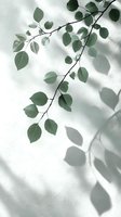 Elegant green branch with round leaves casting soft shadows on white wall, creating minimalist botanical composition.