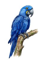 Blue macaw parrot perched on wooden branch, isolated on white background. Hand-drawn illustration suitable for wildlife education, nature designs, and tropical decor projects.